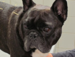 Mylo,franse bulldog,heeft last van een hernia.Na acupunctuur ging het tijd goed, maar met de regen kreeg hij weer last. 